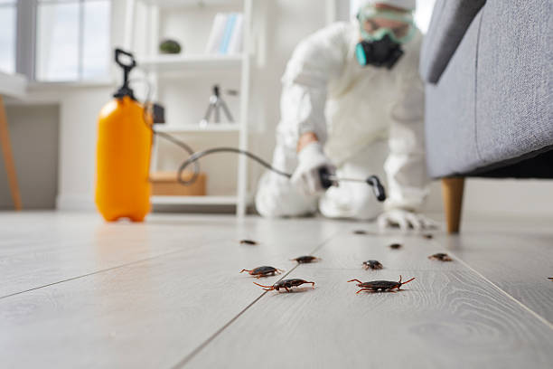 Post-Treatment Bed Bug Interceptor Monitoring in Eunice